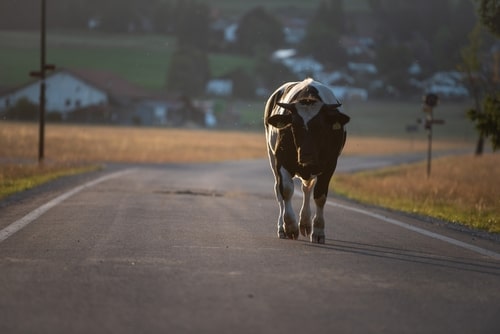 Options if You Were in a Car Crash Caused by a Farm Animal | IL